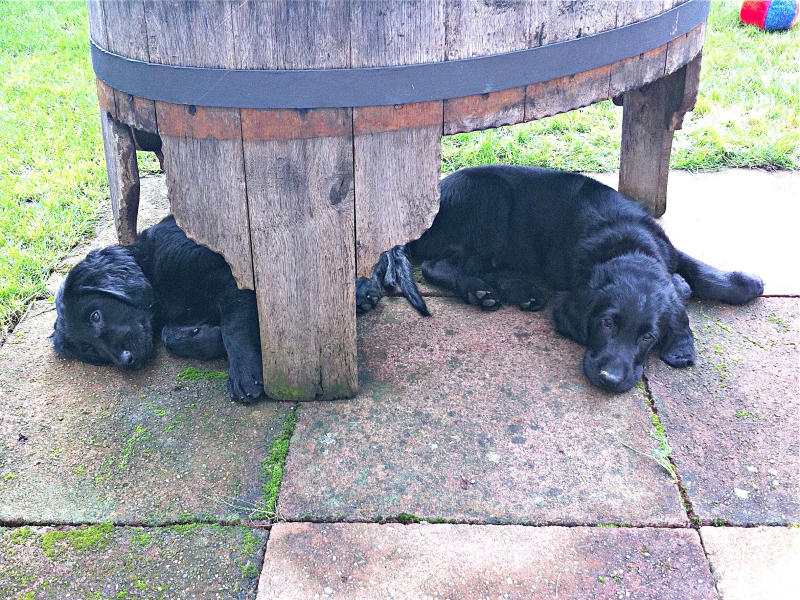 Im Neuen Zuhause Angekommen Splashing Water s Flatcoated Retriever
